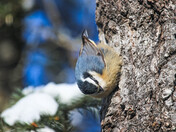 Nuthatch - 4