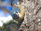 Nuthatch - 5