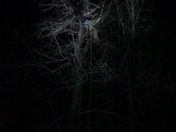 Stephen Swafford from Arbor Master Tree Repair rescued a neighborhood cat in Reidville, SC