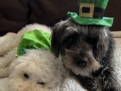 All set for St.Patrickâ€™s Day! 