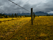Along the fence 