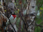 Rose-breasted grosbeak