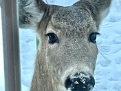 I had a hungry visitor this morning! 
