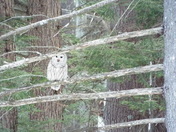 This is a video of a beautiful owl who has been in back yard in Mont Vernon for about a week now