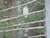 This is a video of a beautiful owl who has been in back yard in Mont Vernon for about a week now
