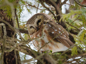 Northern Saw-whet Owl