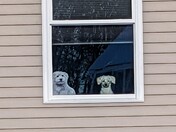 Neighborhood Watch - Cooper and his doppelganger on patrol in Candia NH