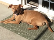 Bailey is an SPCA Rescue. She is the love of our life.