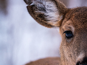 White tail of Rattray 