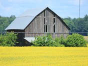 Ont canola