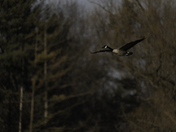 Geese Flight