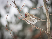 Redpoll