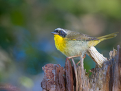 Common Yellowthroat