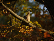 Different Birds DFifferent Seasons 
