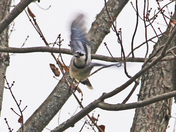 Different Season Different Birds 