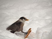 Different Season Different Birds 