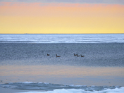 Spring Migrants at dawn
