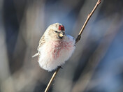 Cute as a Button