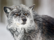 Timber Wolf portrait
