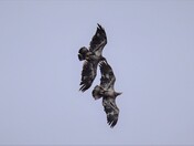 Spring (love) is in the air.