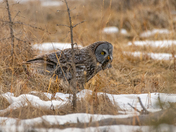 Bringing home the "Bacon". 