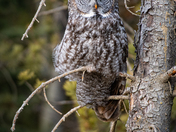 Great Gray Owl 