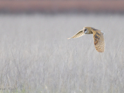 Barn Owl