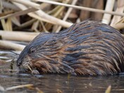 Hungry muskrat.