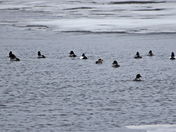 On the Kitchissippi  River 