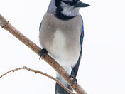 A formal Blue Jay pose