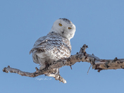 Snowy Owl