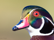 Wood Duck - Closeup