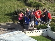 Apparent overnight beaching of what appears to be a dolphin was removed from Ormond-on-the-Beach this morning. 