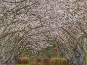 Senior Sevices Davidson County walking trail. Japanese Cherry trees.