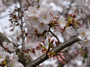 Senior Sevices Davidson County walking trail. Japanese Cherry trees.