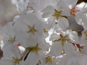 Senior Sevices Davidson County walking trail. Japanese Cherry trees. I took this pictures today. 