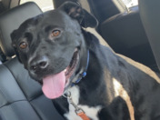 Meet Kyro.