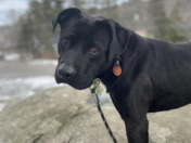 Meet Kyro.
