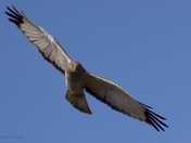 Northern Harrier (male) in flight