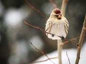 Finch