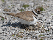 Killdeer hatching on parking lot