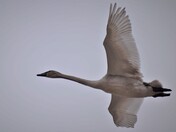 Trumpeter swan.