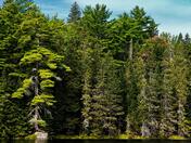 Algonquin park