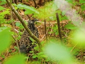Spruce grouse