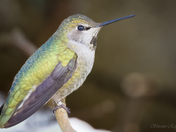 Anna's hummingbird - banded