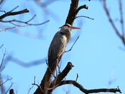 Great Blue Heron March 23,2022
