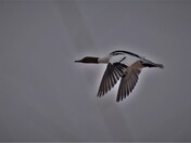 Common Merganser. 
