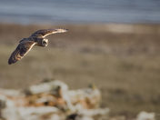 Short-eared Owl Hunting