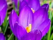 Barr's Purple Crocus Flowers