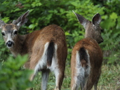 Little Bambi & his sister